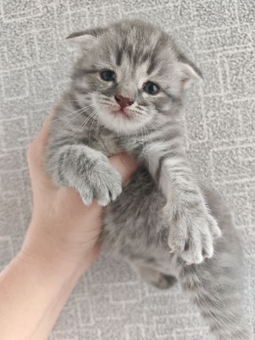 Продам милых котят