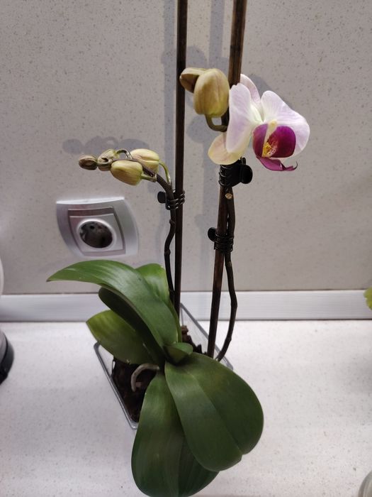 Зелени живи  растения в кашпи, червените подходящи за Свети Валентин