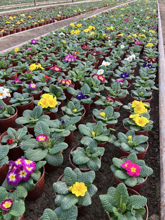 Примула primula mavsumiy gullar