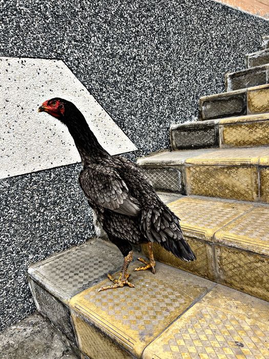 kul turkga vetnam tozasini