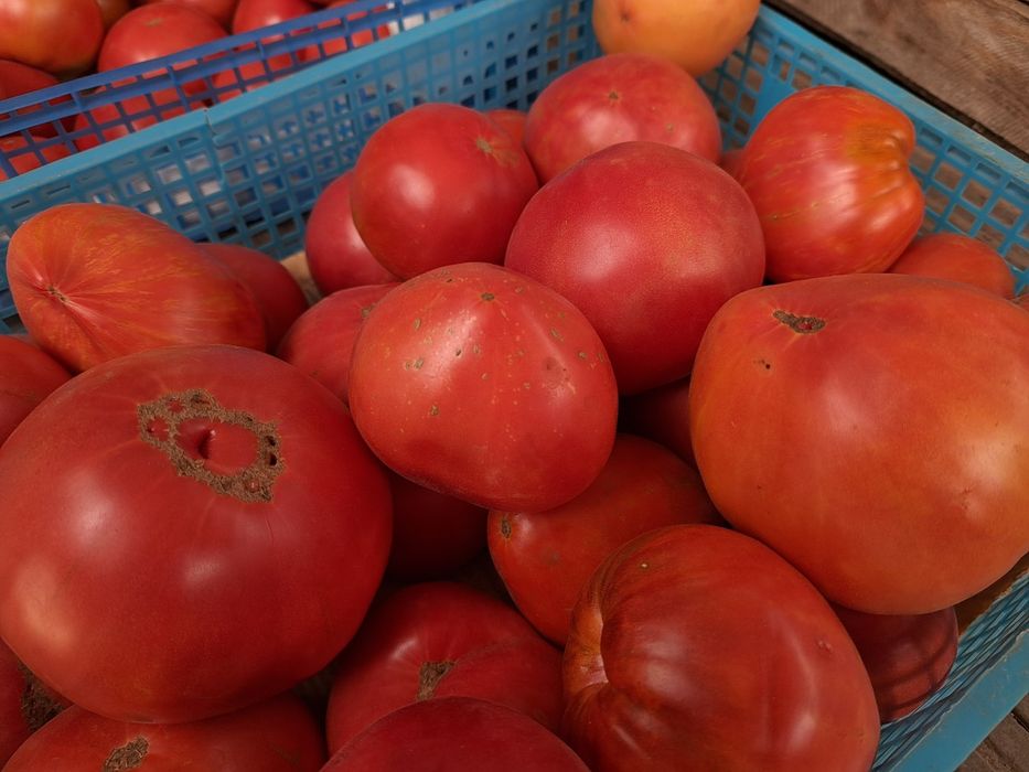 Продам дачные помидоры
