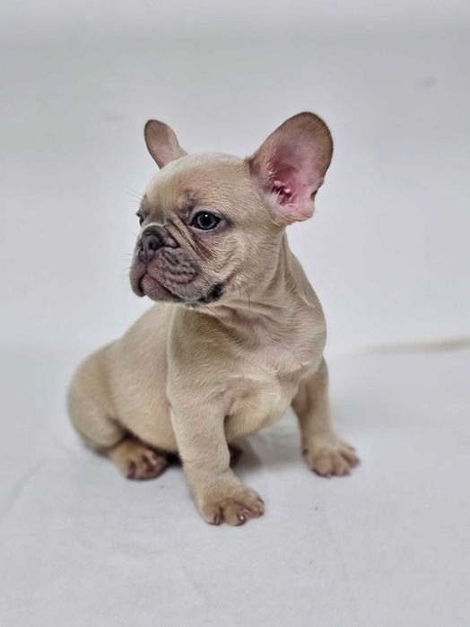 Femela Bulldog Francez