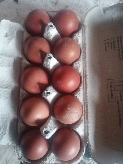 Ouă  Găini rasa Marans