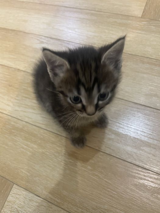 Британский котенок метис