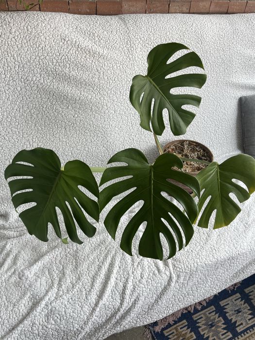 Planta monstera deliciosa