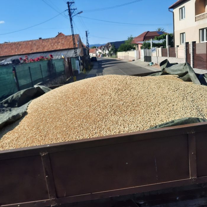 grâu, orzoaica de toamna triticale