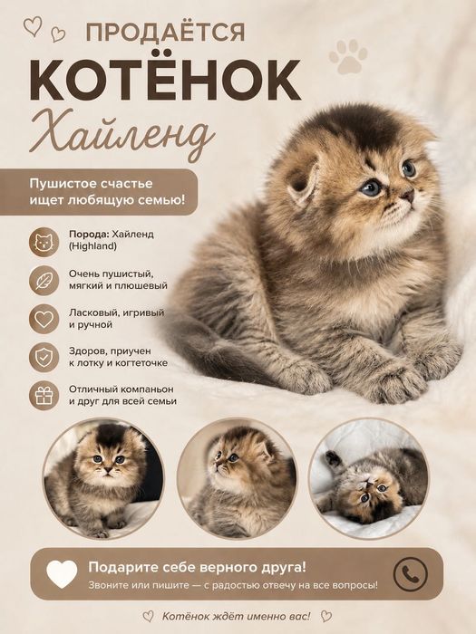 Скоттиш фолд чистокровные