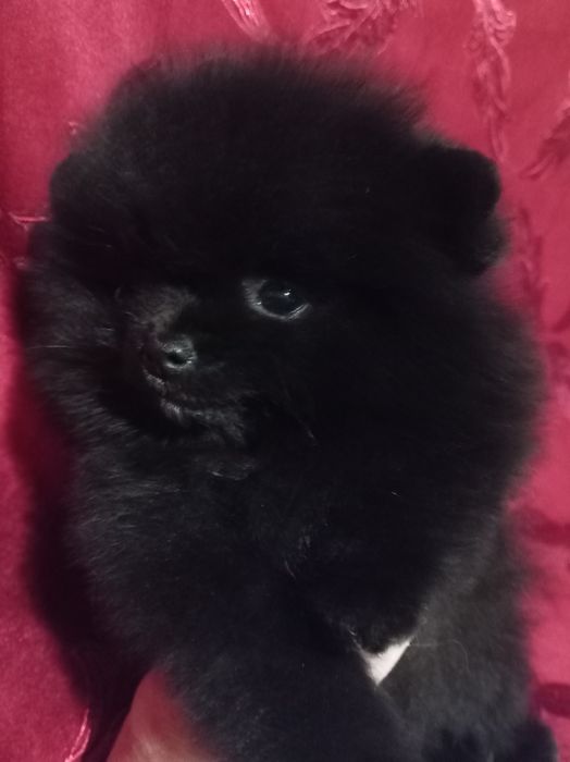 Продам щенков шпица