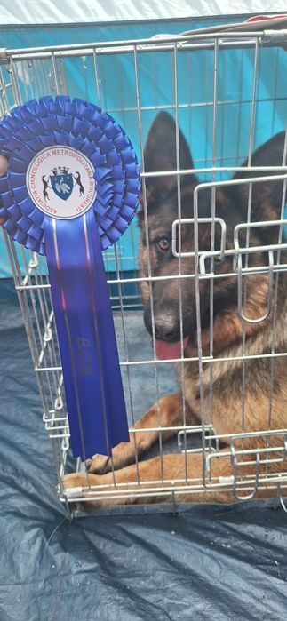 Femela ciobănesc german campioană cu pedigree linie de show testată