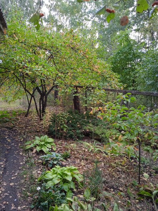 Продам дачу в обществе "Садовод"