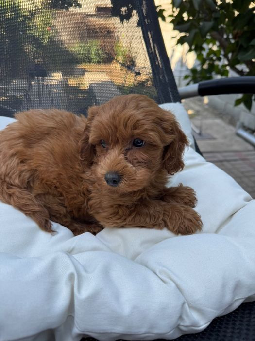 Puddel-Caniche Toy baiat cu carnet