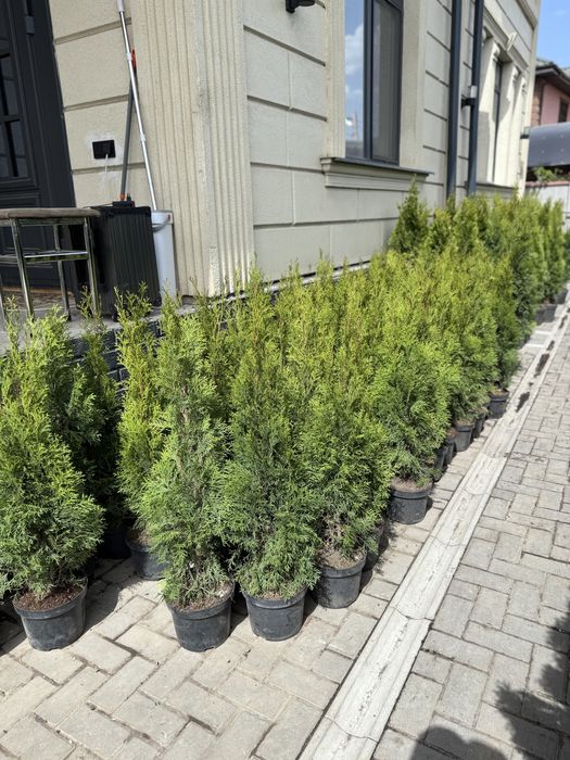 Туя смарагд оптом