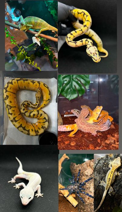Екзотични животни широка гама- всякакви видове включително по-поръчка