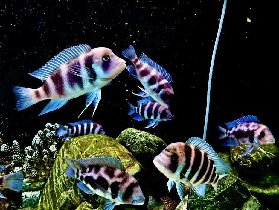 Аквариум Aquael 500л