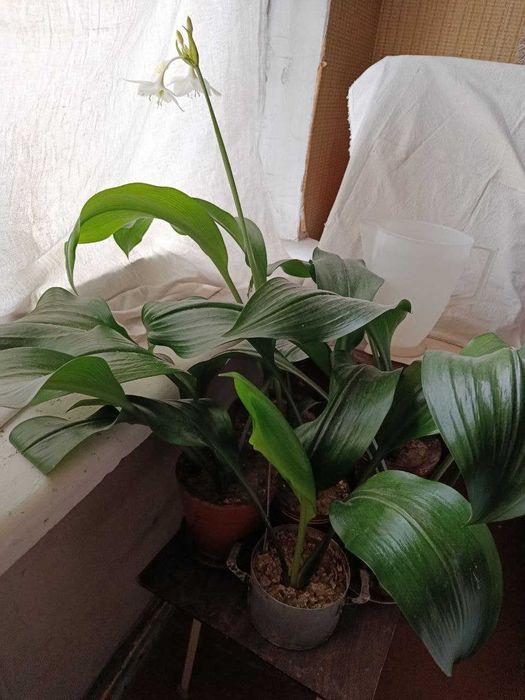 домашние растения, цветы