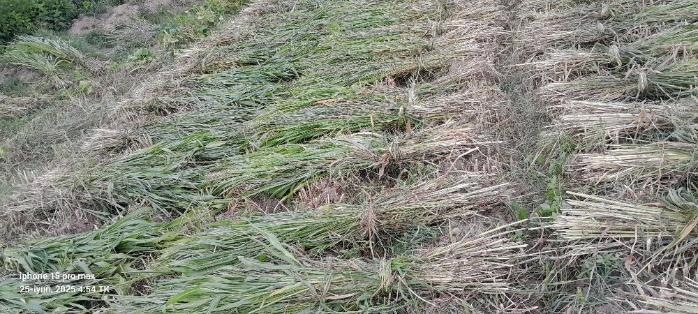 Quva tumanida mayda Juvari poya ,sotiladi