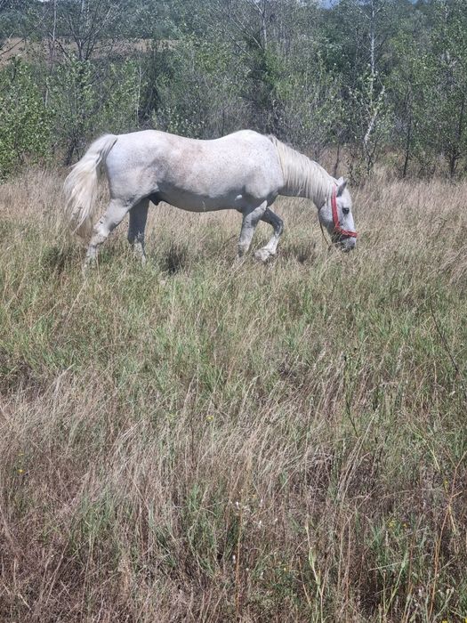 Vând cal în vârstă de 12 ani