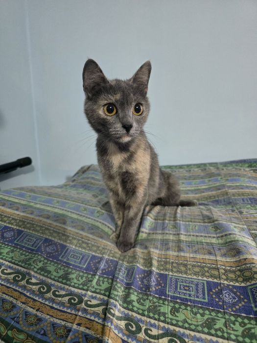 Ищет заботливые ручки!