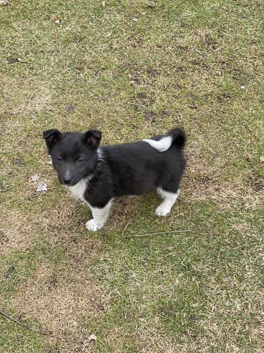 Лайка бесплатно!