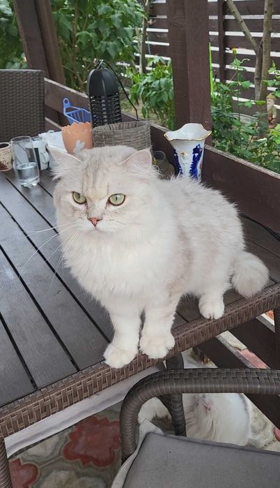 British longhair enervant de lipicios cu pedigree