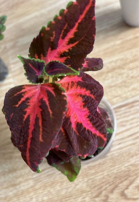 Отдам цветок даром !!