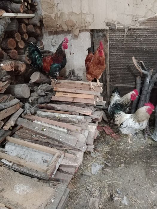 Продам петухов домашних