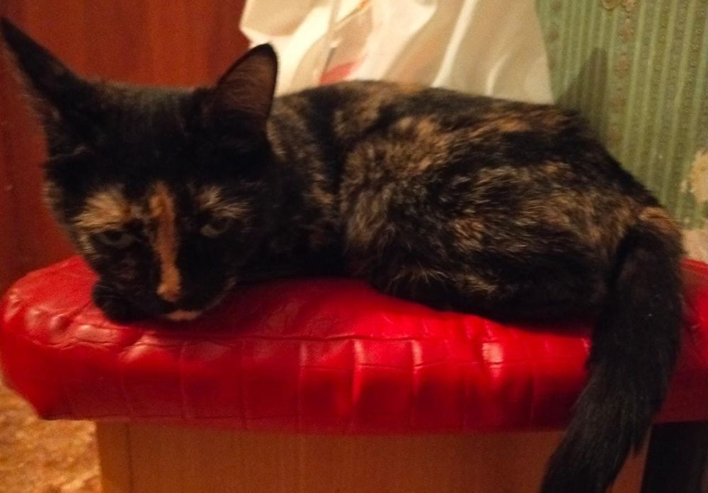 Отдам котят в хорошие руки