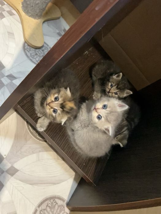 Бронь шотланских котят