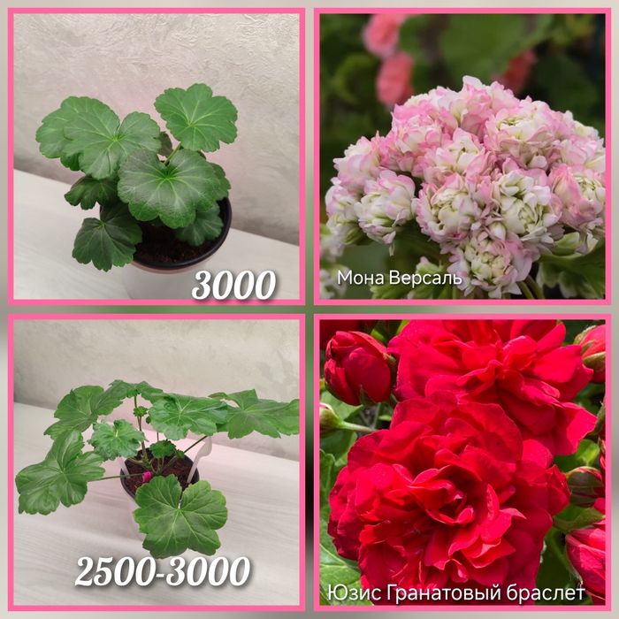 Укорененные черенки пеларгоний