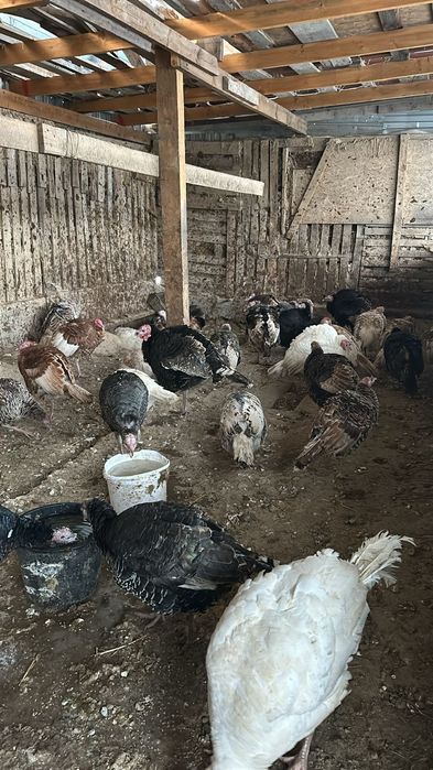 индюки пол года/год