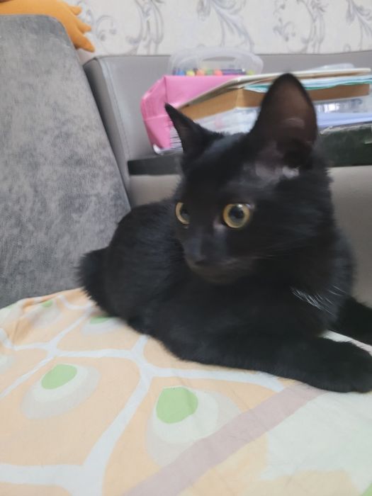 Котенок в добрые руки