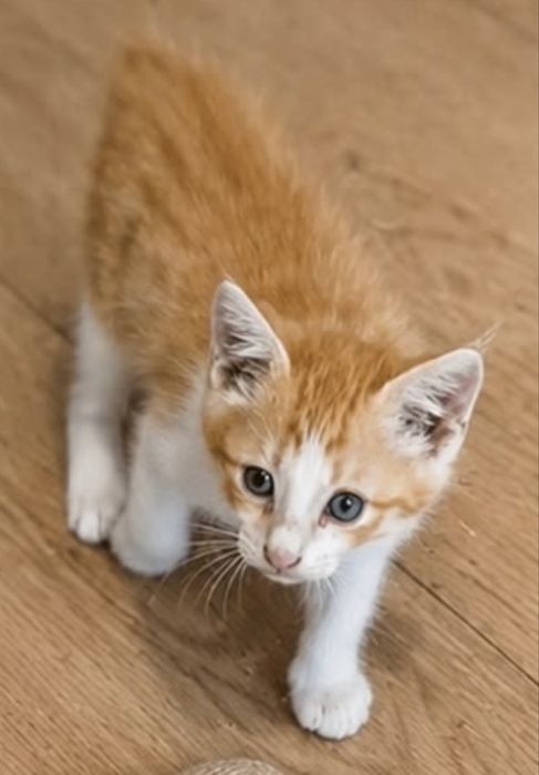 Котенок 2 месяца мальчик