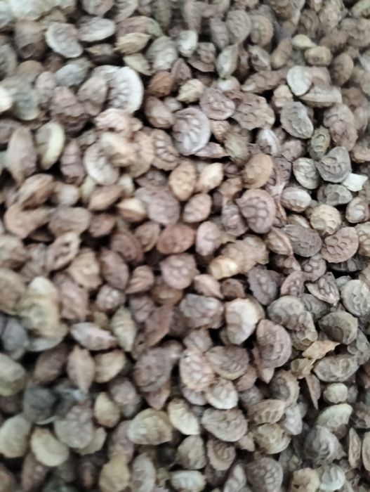 Продам Семена Эспарцета