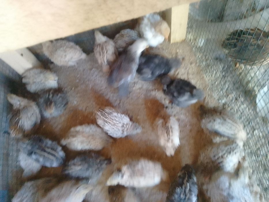 Pui prepeliță de vânzare