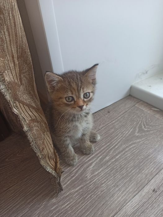 Отдам котёнка в добрые руки
