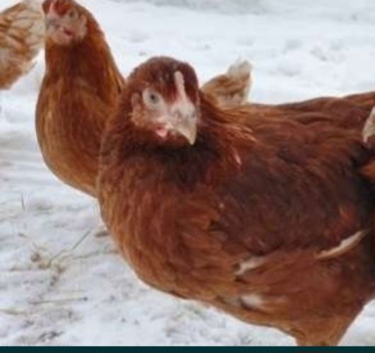 Куры несушки бройлера утята гусята