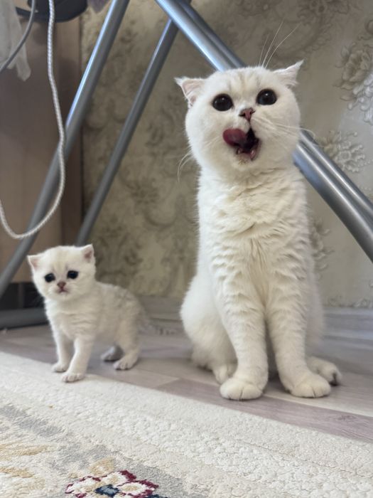 Британские шиншилы котята Ш