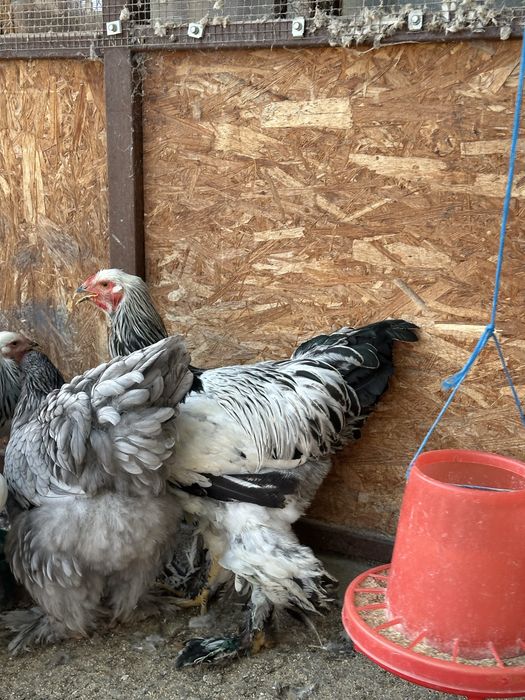 Disponibili cocosi brahma herminat deschis