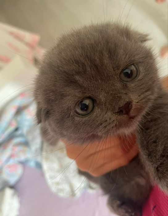 Шотландский котёнок