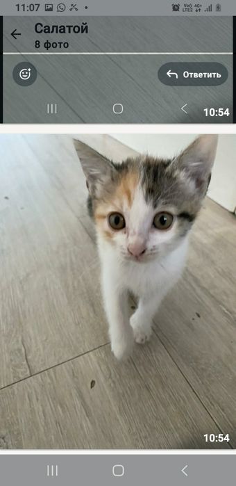 Отдам котёнка мальчика и девочку