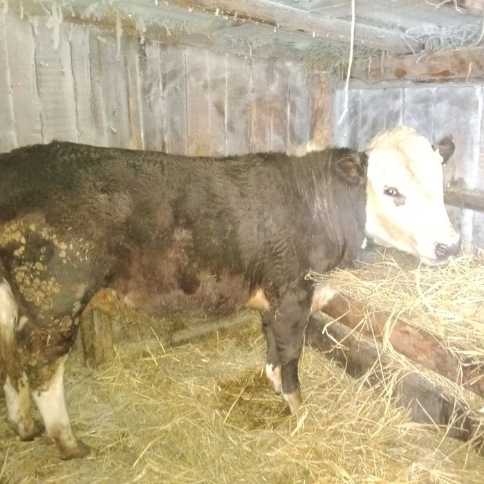 Продам 4 быков и 1телка