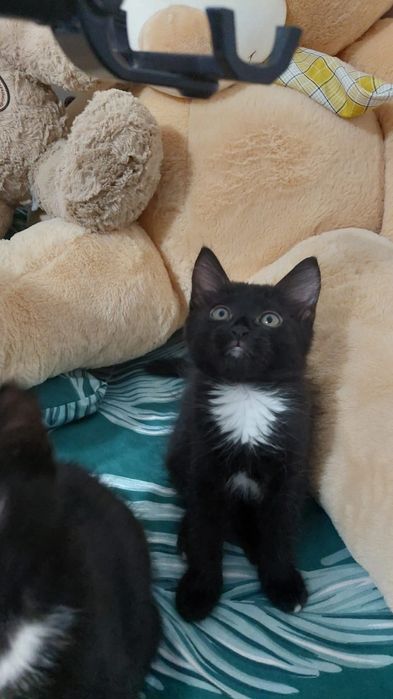 В самые добрые и ответственные руки.