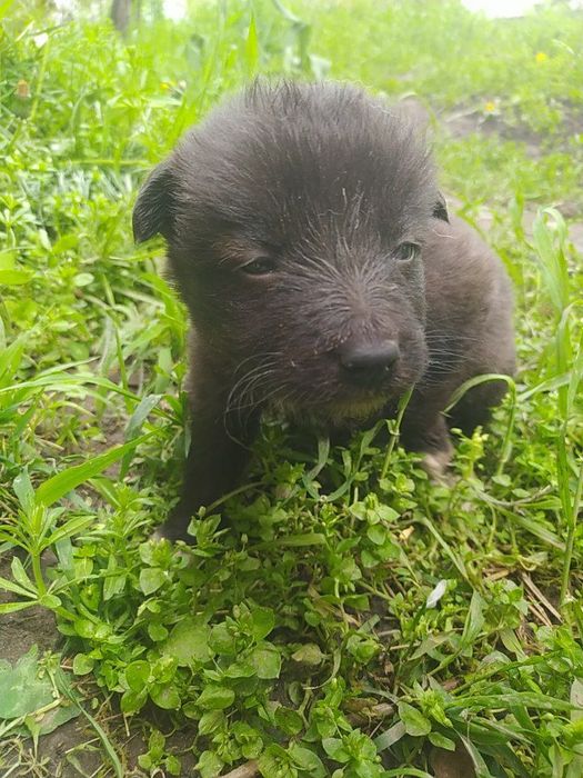 Щенки ищут дом...