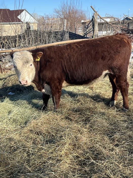 Еркек подсостар сатылады