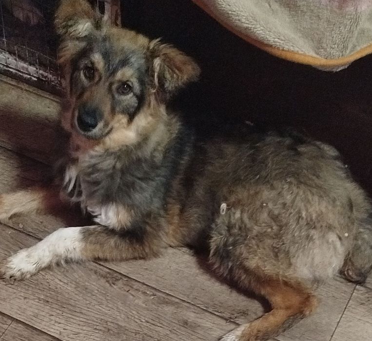 Щенок 5,6 месяцев бесплатно.