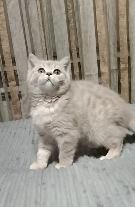 Шоу класс! Девочка.