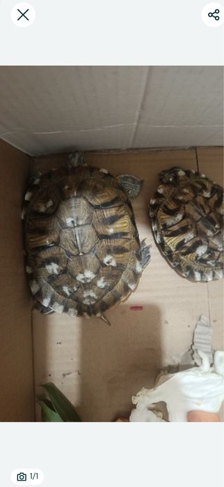 Продам Срочно Черепашек