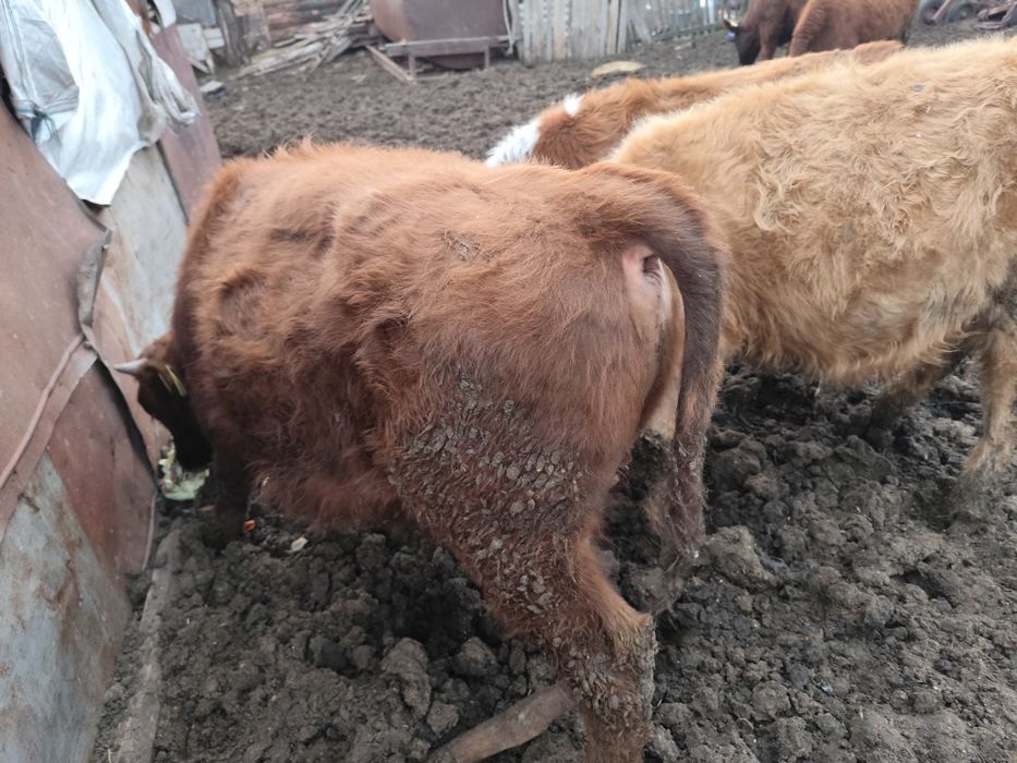 Продам бычков , 10 месяцев.