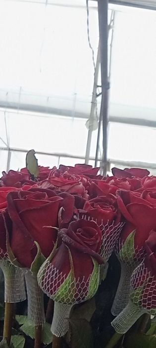 Gallaniski atirgullar kuchati sotiladi