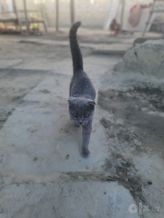 Продаётся пародистая кошка